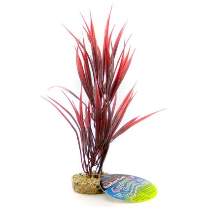 Blue Ribbon Sword Plant with Gravel Base - Red - 10\