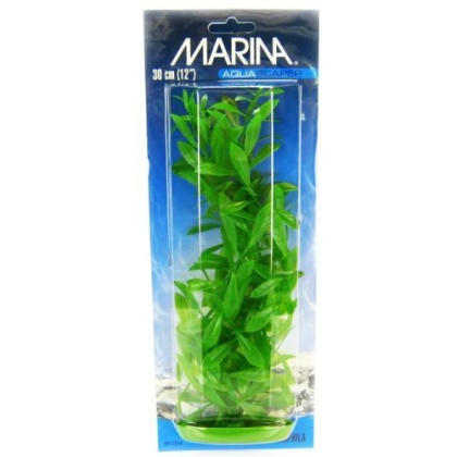 Marina Hygrophila Plant - 12