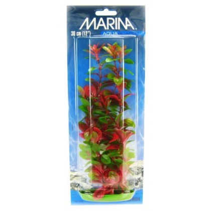 Marina Red Ludwigia Plant - 12