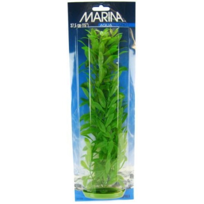 Marina Hygrophila Plant - 15