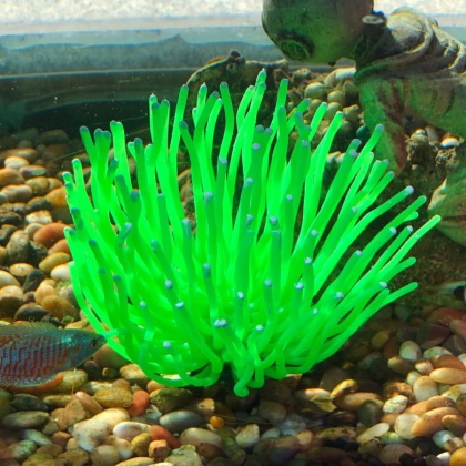 Aquatic Creations Aquarium Decor X-Large Anemone Green - 1 Count